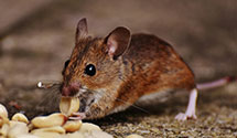 24 Hour & Emergency Exterminators in Greensburg, PA
